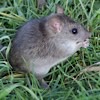 Piccoli vertebrati